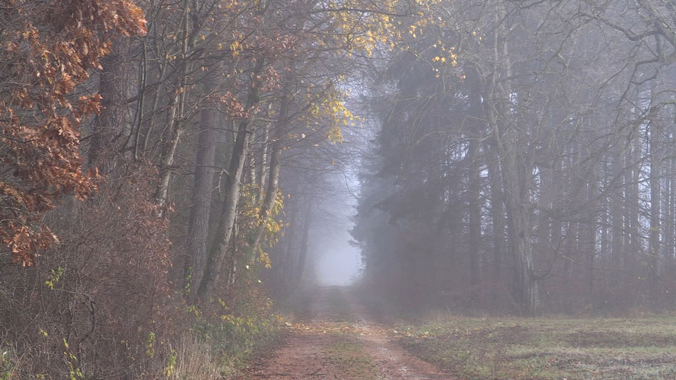 ICH BIN WALD teaser image