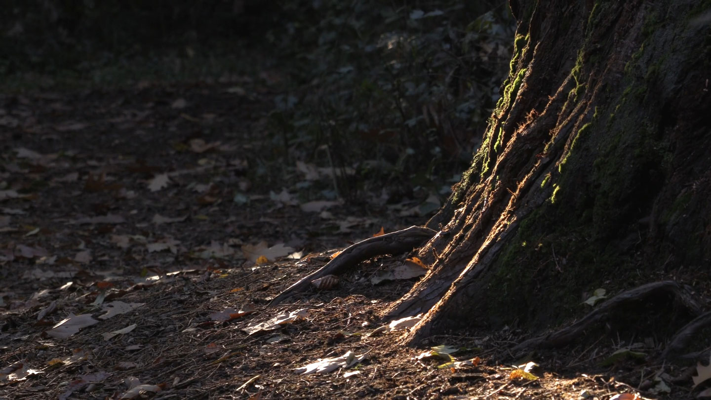 Tree trunk in the sun.