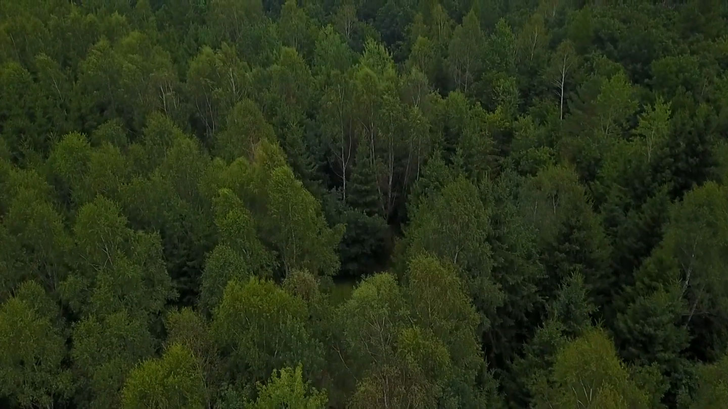 Green treetops from above.
