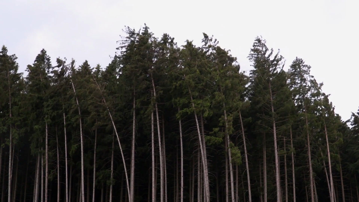 Bending trees in the wind.