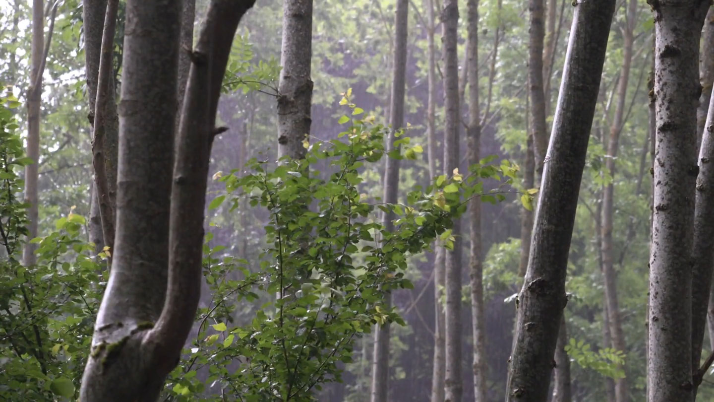 Tree trunks in the rain.